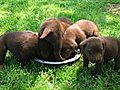 Lab Puppies Compete For Food Stock Footage