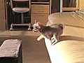 Puppy Prepares For Leap