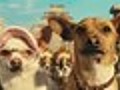 Preview: &#039;Beverly Hills Chihuahua&#039;