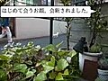 犬なんて怖くないよう！