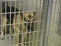 Lawsuit challenges current pet ordinance