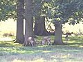 Fallow Deer rutting at Petworth,  10th October 2010