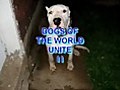 Dogs of the World Unite 2