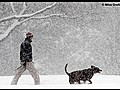 Tips to protect pets from winter weather