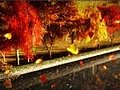 1056 Autumn Park With Falling Leaves,  Rain And Canal Stock Footage