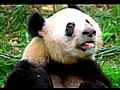 Sneezing Panda