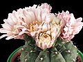 Time-lapse Of Pink Cactus Buds Blooming 9 Isolated On Black Stock Footage