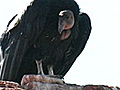 Arizona Condors