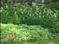 One Group May Suffer More From Ragweed Allergies