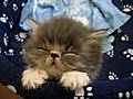 sleepy and tired cat