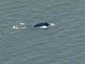 Whale Swims in Hudson River