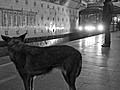 Moscow’s Stray Dogs Master Using the Subways