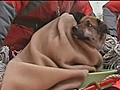 Stranded tsunami dog rescued