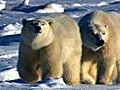 Ice Road Truckers 2: Polar Bears