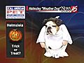 Helms&quot;leia&quot; the weather dog