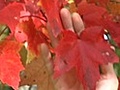 Guide to Identifying Fall Foliage