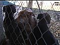 Abandoned Puppies Recovering,  Investigation Ongoing