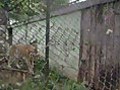 Sly Pacing Tiger