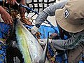 Tuna Tagging (ver. 2 mins) - Delivered