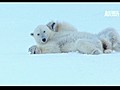 Polar Bear Courtship