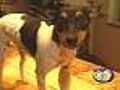 Florida Man Punches Shark To Save Dog
