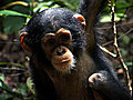 &#039;Chimpanzee&#039; Trailer