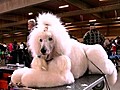 World’s Largest Dog Show... Ever