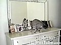 Cat Meets Its Match! - PetTube.com