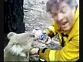 Sam,  le koala sauvé des flammes