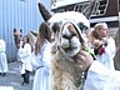 Blessing animals at St. John Divine