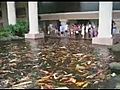 Koi Pond Feeding Time