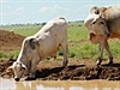 Protesters will call to end live exports