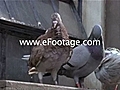 PIGEONS GATHER ON LEDGE - 6 - HD