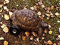 Tortoise Gets A New Wheel