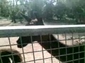 une trés belle roue 