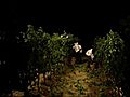 Nel Palermitano la vendemmia dello Chardonnay è al chiaro di luna