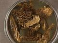 Preparing Dried Morel Mushrooms 