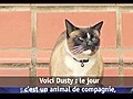 Vidéo Buzz: Voici Dusty,  le chat kleptomane !