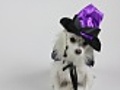 Dog Witch Costume