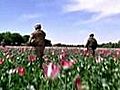 Poppies and the insurgency in Afghanistan