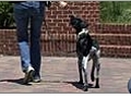 Dog Leash Training - Passive Heeling