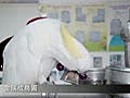 中巴丹鸚鵡-玩腳邊玩具