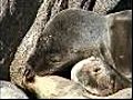 Sea lion deaths mystery