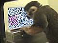 Monkey Gets Color Vision