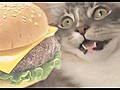 Cats Chase Cheeseburger