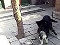麦迪VS大黑熊