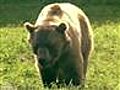 Yellowstone hiker killed by a grizzly bear