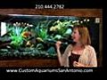 San Antonio Aquarium Service Means Aquatic Interiors Unlimited