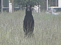 Bear caught near Oregon elementary school