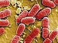 E. Coli Outbreak in Europe Causes Concern in the US